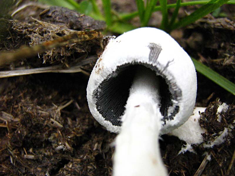 Primi due funghi Abruzzo quota  1400 circa m slm